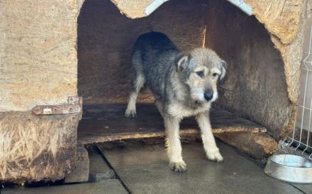 Empathische Menschen für verängstigte Shelly gesucht