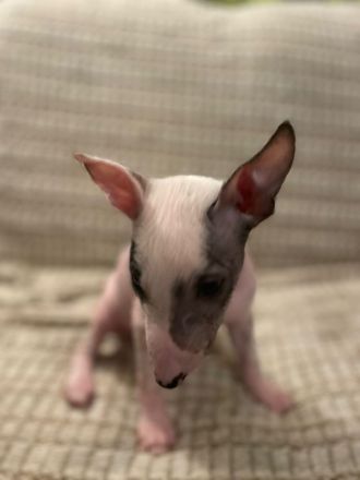 Nackthundefreunde aufgepasst!