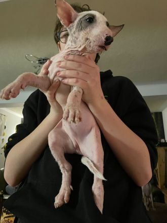 Nackthundefreunde aufgepasst!