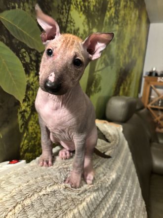 Nackthundefreunde aufgepasst!