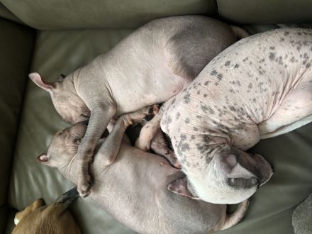 Nackthundefreunde aufgepasst!