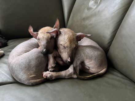 Nackthundefreunde aufgepasst!