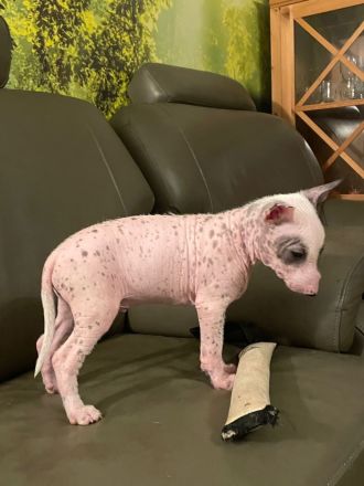 Nackthundefreunde aufgepasst!