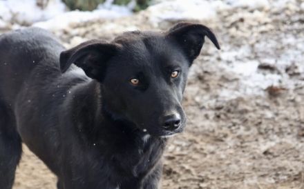 Energiebündel Divan sucht aktive Familie