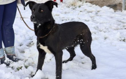 Energiebündel Divan sucht aktive Familie