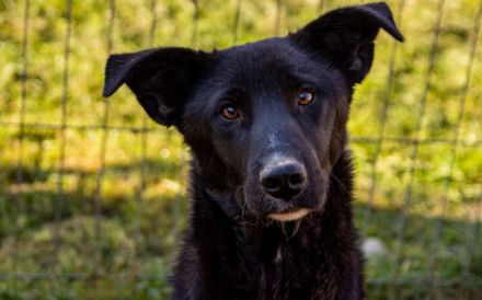 Energiebündel Divan sucht aktive Familie