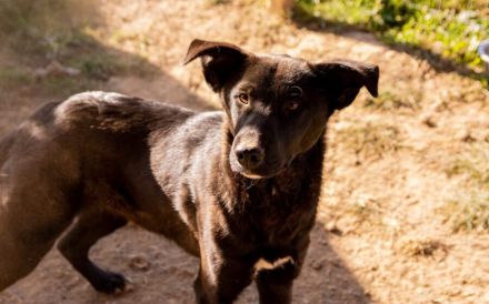 Energiebündel Divan sucht aktive Familie