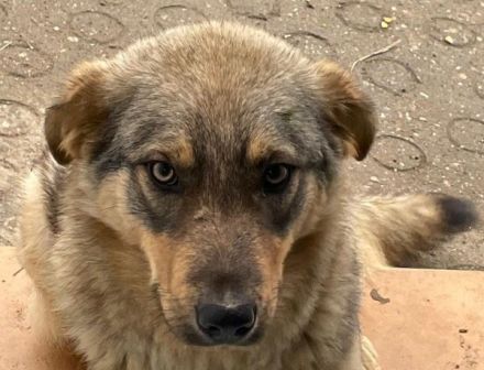 Schüchterne Runa sucht sicheres Zuhause