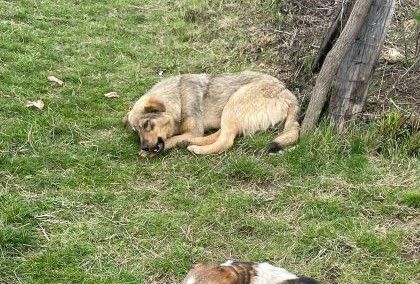 Schüchterne Runa sucht sicheres Zuhause