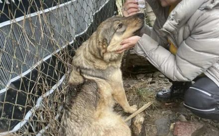 Schüchterne Runa sucht sicheres Zuhause