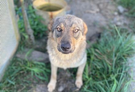 Schüchterne Runa sucht sicheres Zuhause
