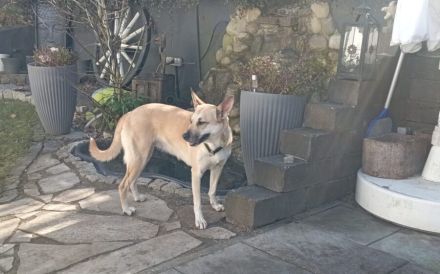 Aluna (jetzt Luna) sucht das passende zu Hause