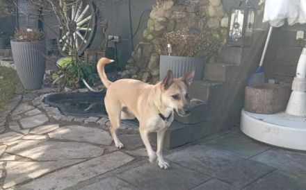 Aluna (jetzt Luna) sucht das passende zu Hause