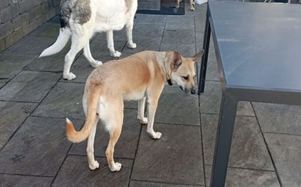 Aluna (jetzt Luna) sucht das passende zu Hause