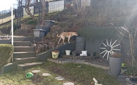 Aluna (jetzt Luna) sucht das passende zu Hause