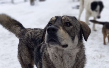 Aufgeweckter Nabaro sucht seine Familie!