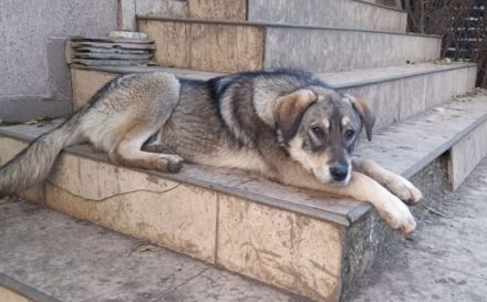 Aufgeweckter Nabaro sucht seine Familie!