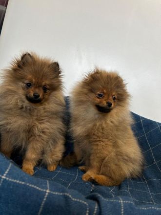 Pomeranian Zwergspitz Welpen