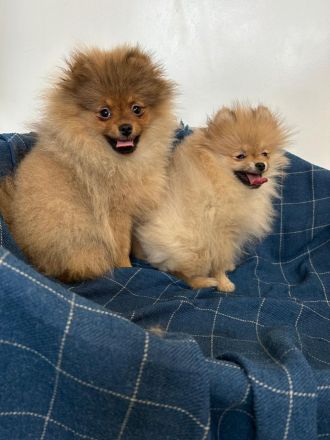 Pomeranian Zwergspitz Welpen