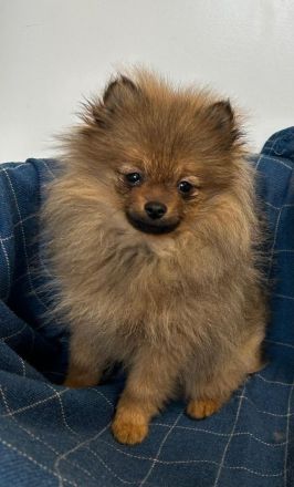 Pomeranian Zwergspitz Welpen