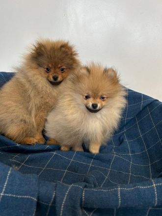 Pomeranian Zwergspitz Welpen