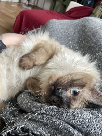 Schmusiger Birma sucht liebevolles Zuhause