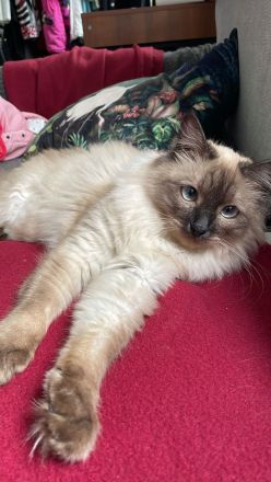 Schmusiger Birma sucht liebevolles Zuhause