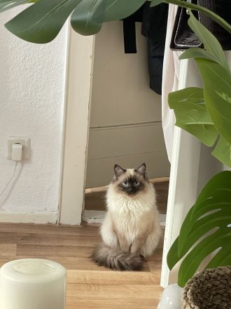 Schmusiger Birma sucht liebevolles Zuhause