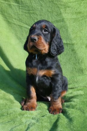 Gordon Setter Welpen mit Papieren