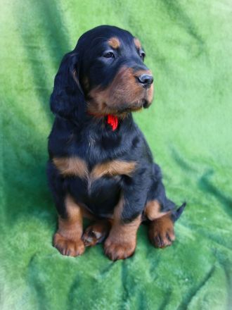 Gordon Setter Welpen mit Papieren