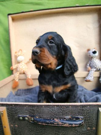 Gordon Setter Welpen mit Papieren