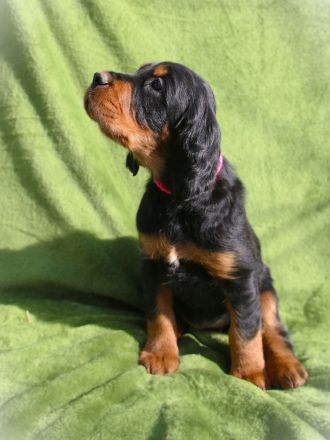 Gordon Setter Welpen mit Papieren