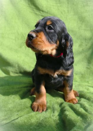 Gordon Setter Welpen mit Papieren