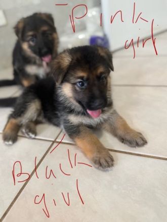 Reinrassige Deutsche Schäferhundwelpen zu verkaufen