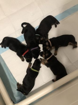 Reinrassige Deutsche Schäferhundwelpen zu verkaufen