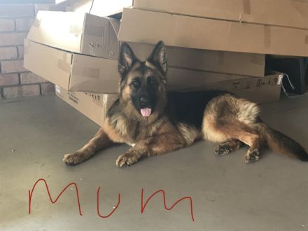 Reinrassige Deutsche Schäferhundwelpen zu verkaufen