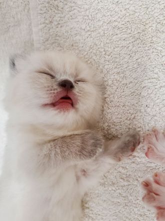 Reinrassige BKH Kitten