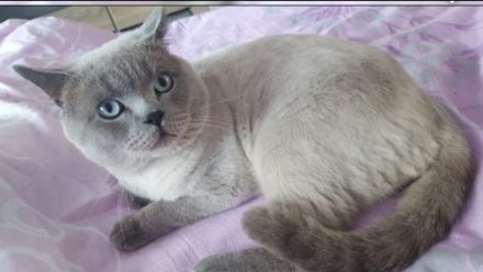 Reinrassige BKH Kitten