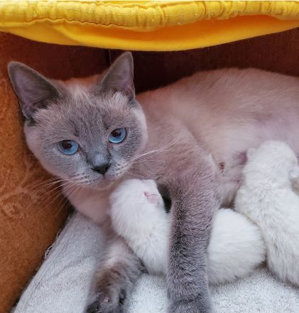 Reinrassige BKH Kitten