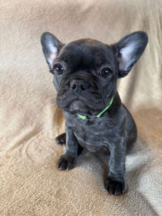 Französiche Bulldogen