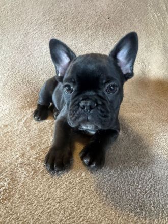 Französiche Bulldogen