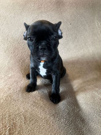 Französiche Bulldogen