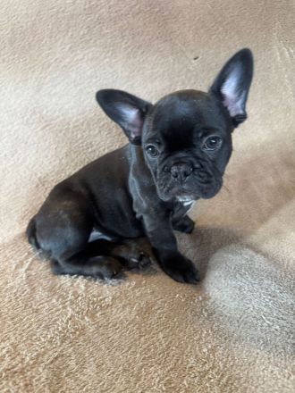 Französiche Bulldogen