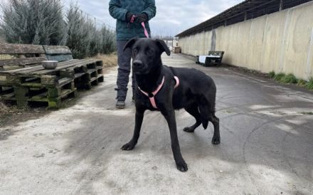 Traumschöner Kovu sucht Zuhause