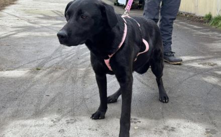 Traumschöner Kovu sucht Zuhause