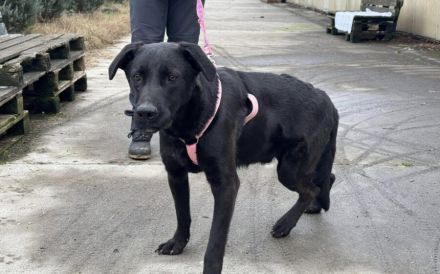 Traumschöner Kovu sucht Zuhause