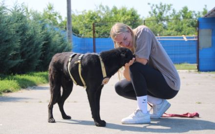 Traumschöner Kovu sucht Zuhause