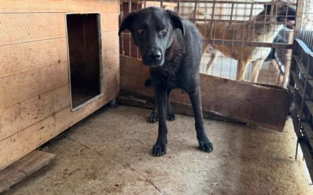 Traumschöner Kovu sucht Zuhause