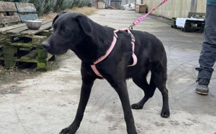 Traumschöner Kovu sucht Zuhause