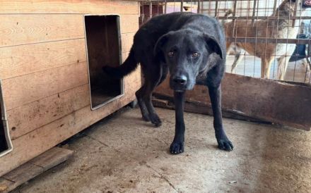 Traumschöner Kovu sucht Zuhause